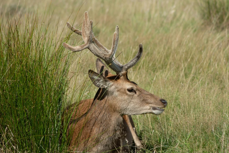 a deer with antlers stands behind a tall green bush