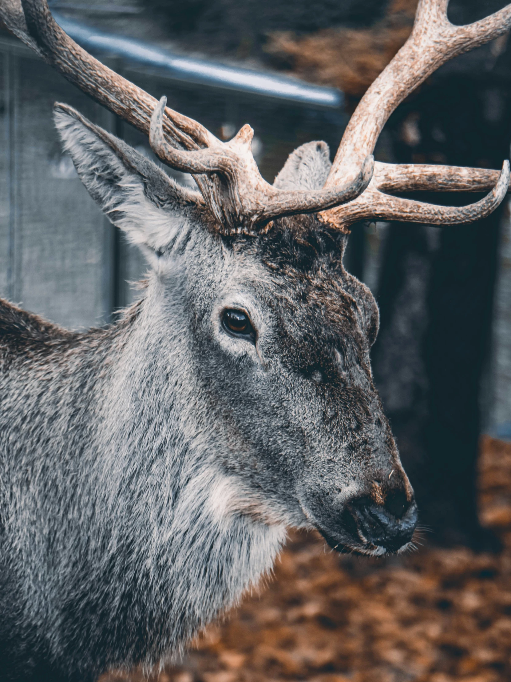 the deer is standing next to a house