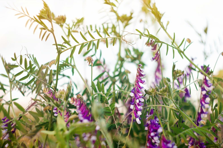 purple flowers and green leaves of an outdoor field