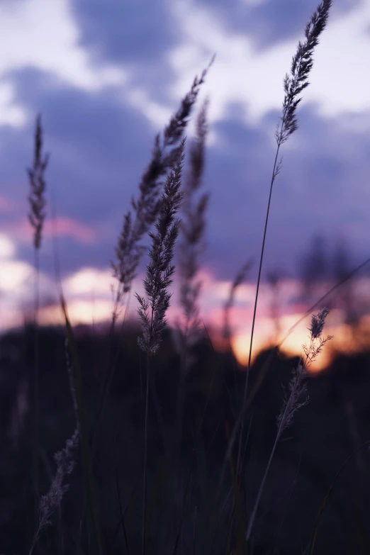 a grassy field with tall flowers in the distance