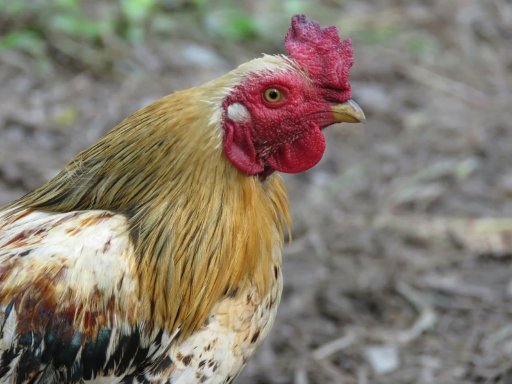 a close up of a brown and white chicken on a dirt field