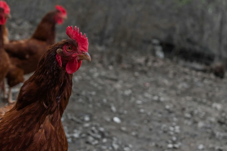 several brown roosters walking together with their heads down