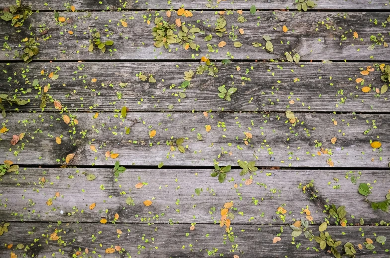 a weathered bench is covered in leafy vines