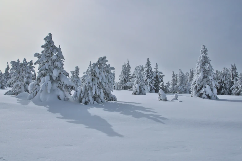 trees covered in snow near one another