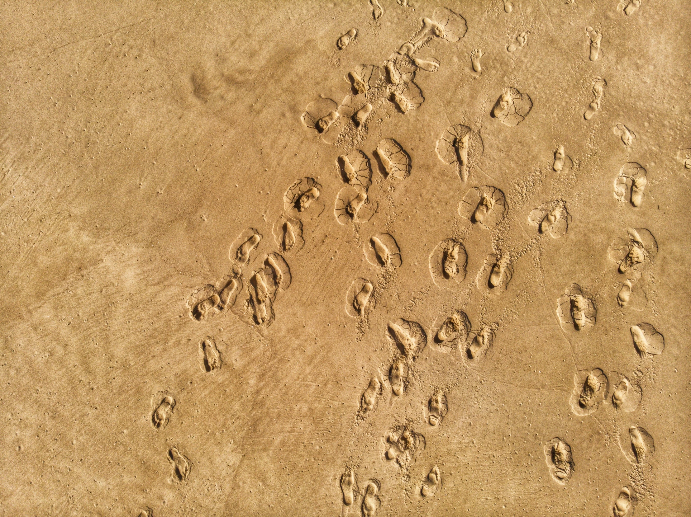 some animal tracks in the sand near water