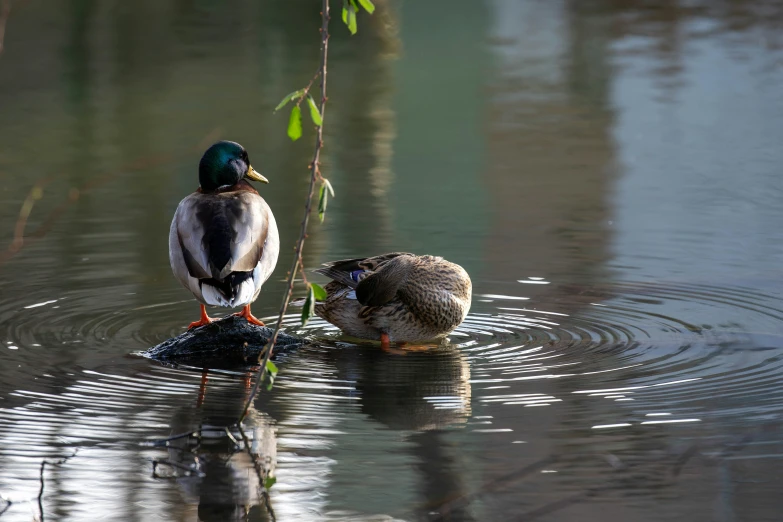 two ducks are wading on the surface of a lake