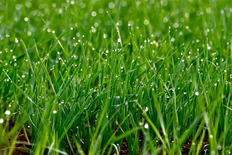 the grass is growing with rain drops on it