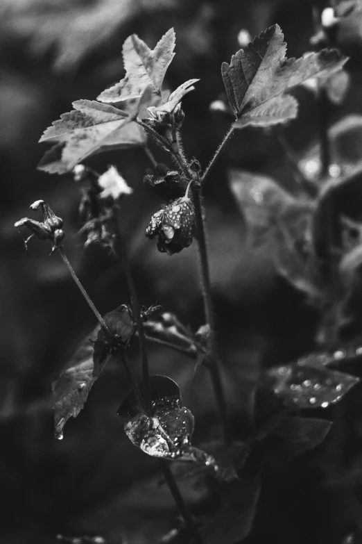 a black and white po of an outdoor plant