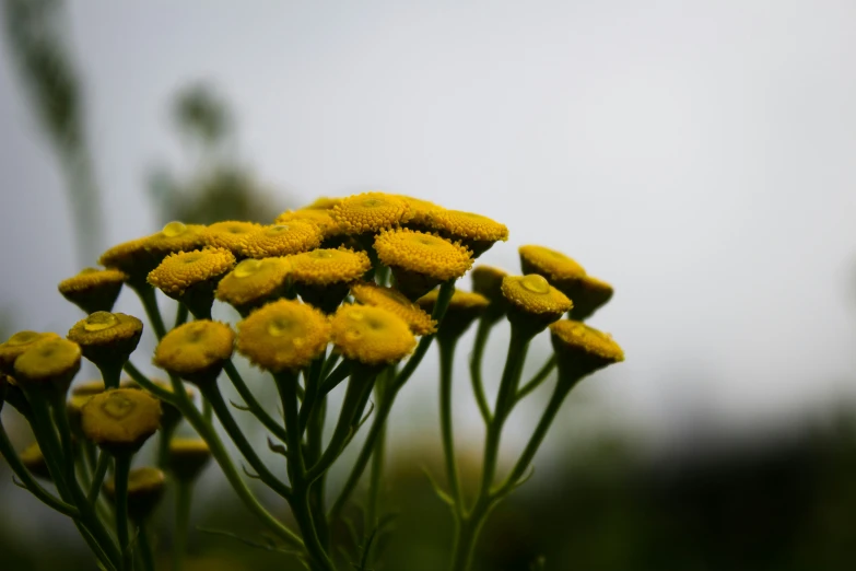 this is yellow flower heads growing on grass