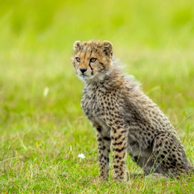 an adorable baby cheetah in a grassy field