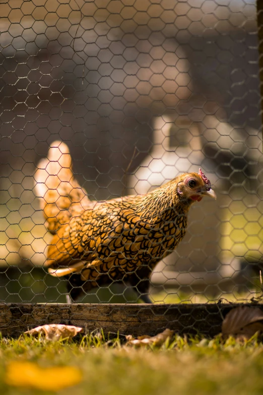 an image of a chicken in a pen