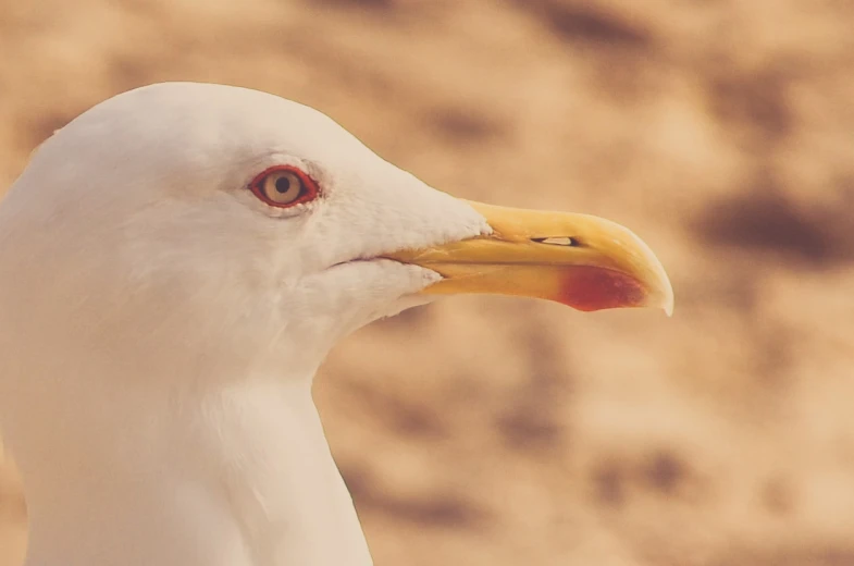 a seagull standing in front of a stone wall