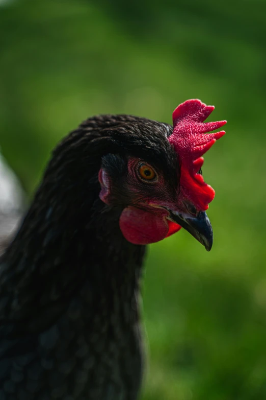 close up of the head of a black rooster