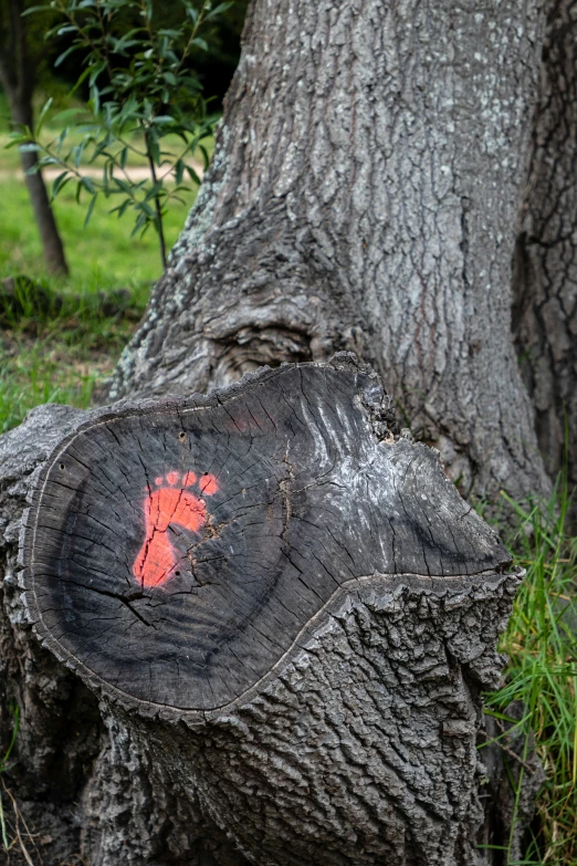 a tree trunk is bent and has an imprint on it