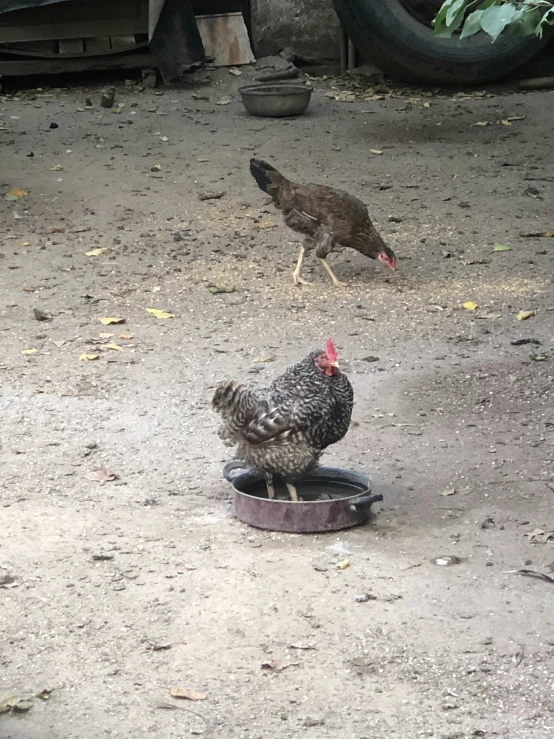 three chickens eating out of a bowl in dirt