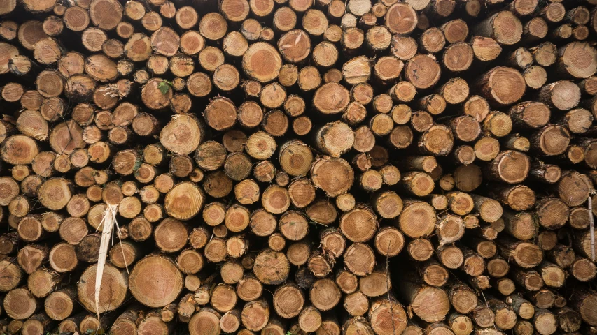 a huge amount of cut up logs stacked together