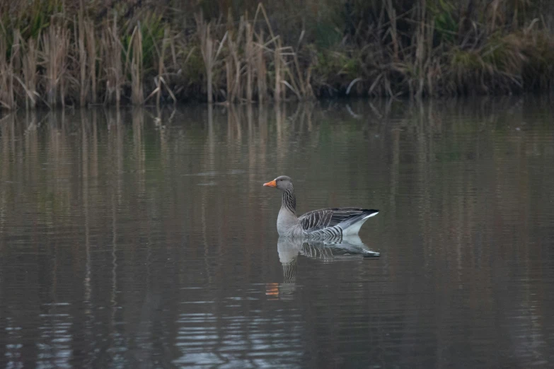 a duck floating in a pond near trees