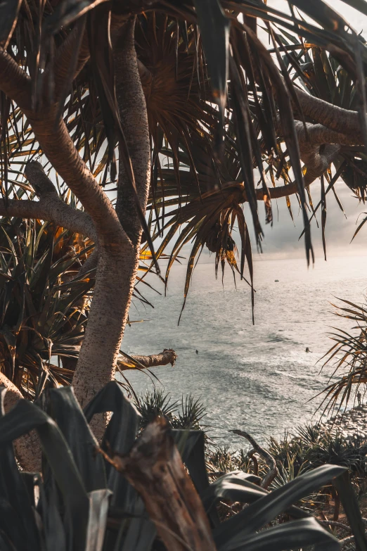 a view of some water through some trees