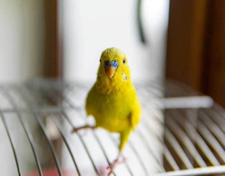 a yellow bird with blue eyes stands on a cage