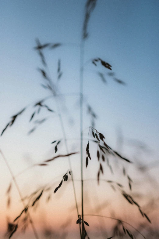 some plants with the sky in the background