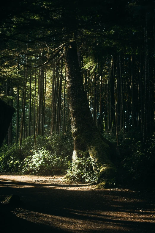 the sunlight shines through a dense pine forest