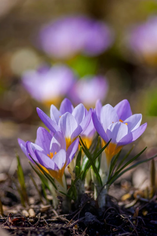 purple crocquets blooming in the sand in a garden