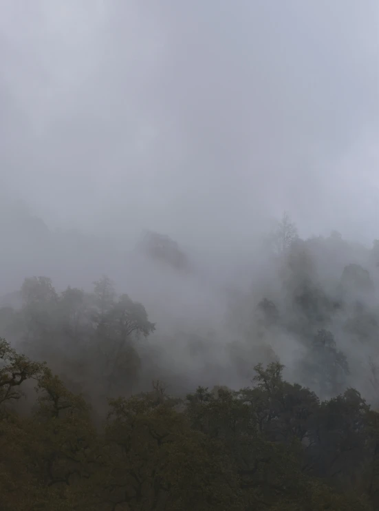 a plane is flying through a dark forest