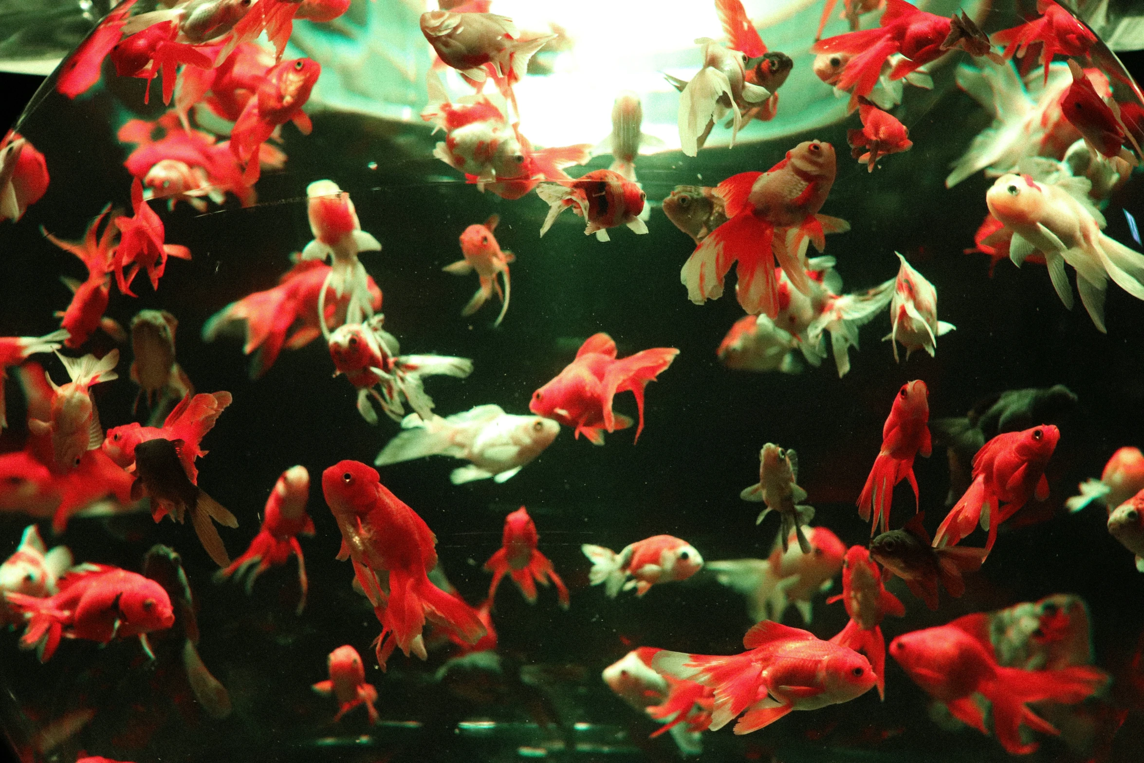 this is a fish tank with many fish