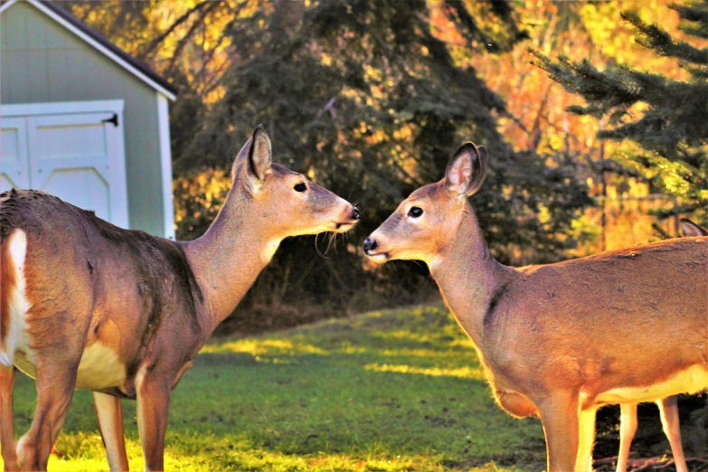 two deers are standing outside in the grass