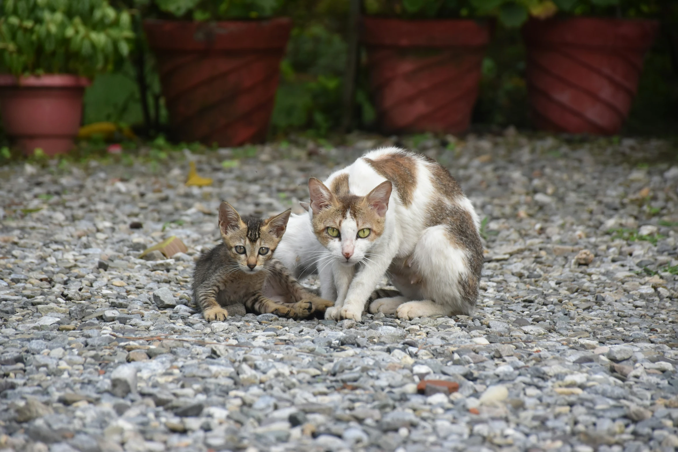 two cats sitting side by side on the gravel