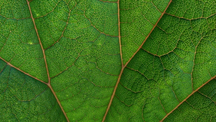 close up of green leaves that have been partially spread out