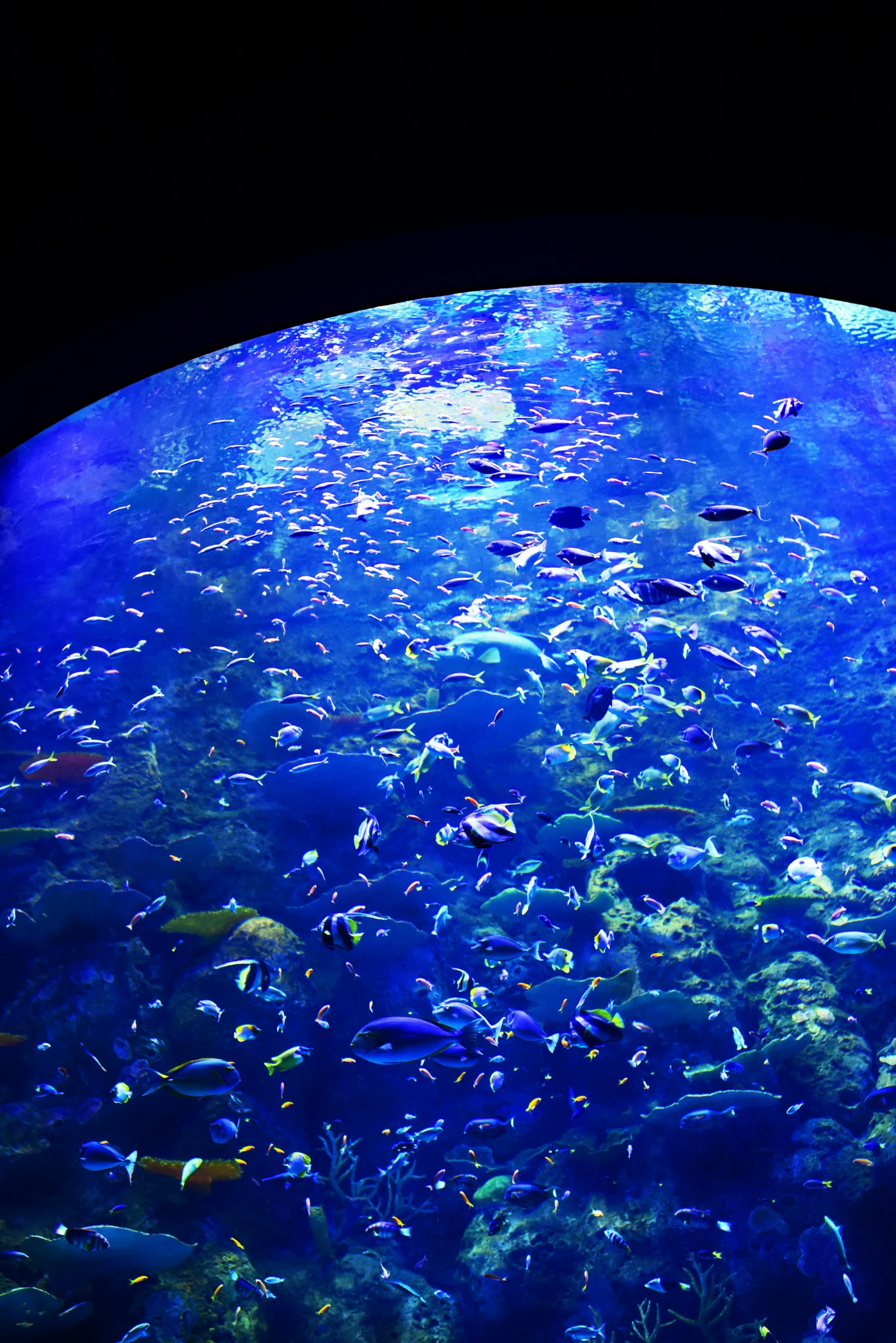 a huge aquarium filled with lots of colorful fish