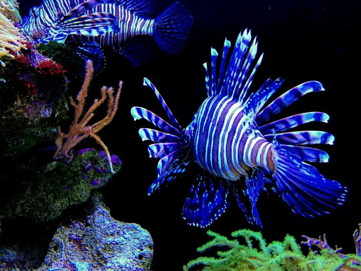 this is two very pretty fish in the ocean