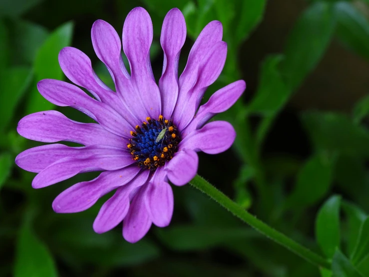 a blue and purple flower with leaves in the background