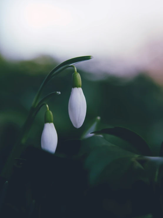 close up of three flowers with green stems