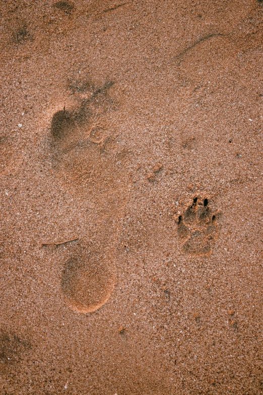 an animal paw prints are seen in the sand