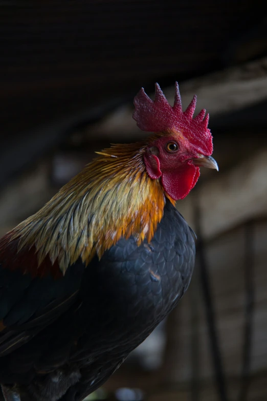 the head of a rooster on the floor