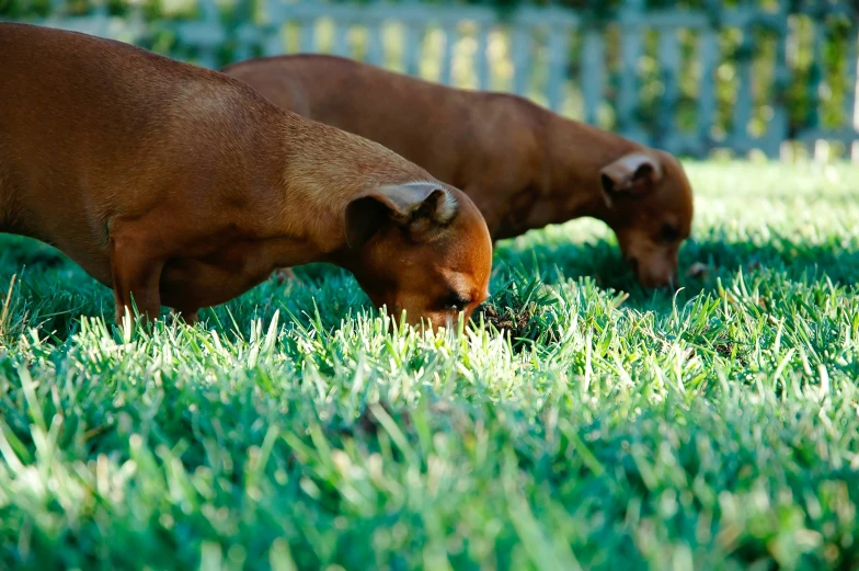two brown cows are grazing in the grass