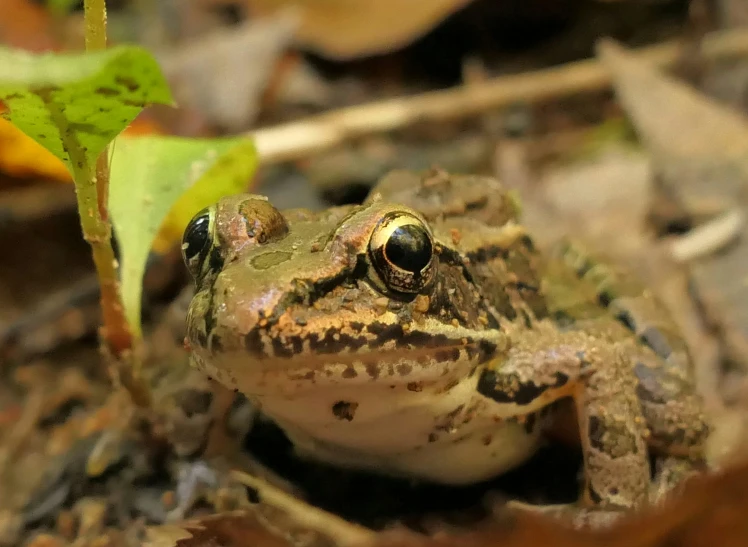 a small frog sitting on top of a ground