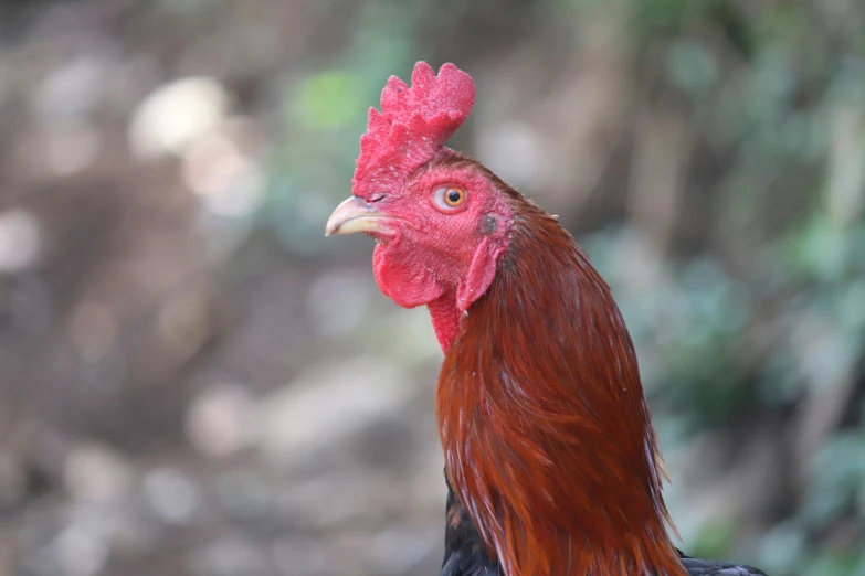 a rooster is staring into the distance in this pograph