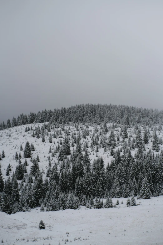 snowy day with a group of trees on top of a hill