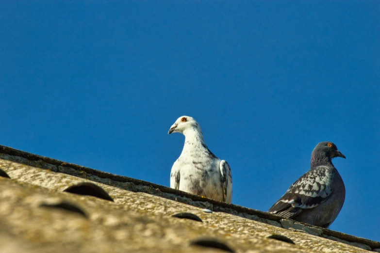 two pigeons are standing on a ledge against a blue sky