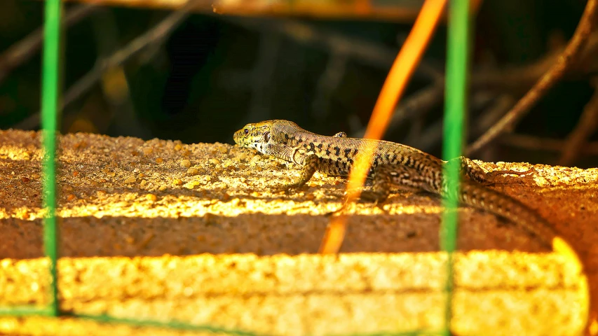 a small lizard sitting on the ground