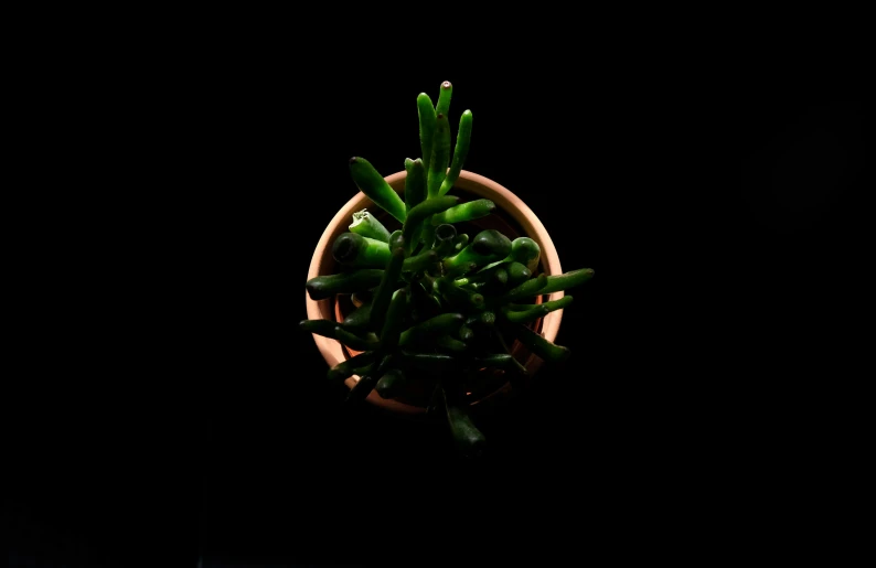 a plant growing in a small pot on a black surface
