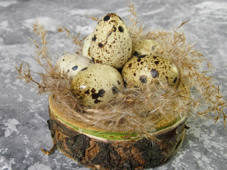 the eggs are sitting in the nest on top of the tree stump