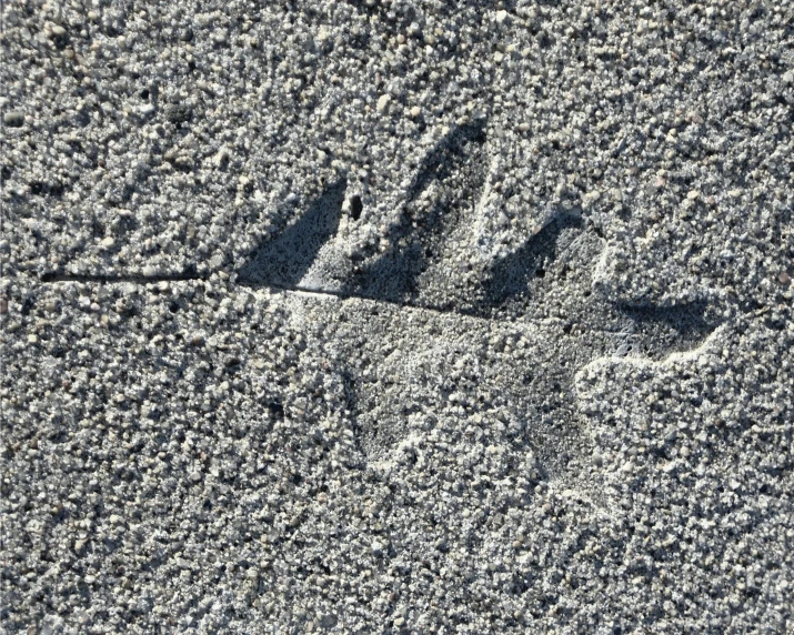 the footprints are shown on the sand