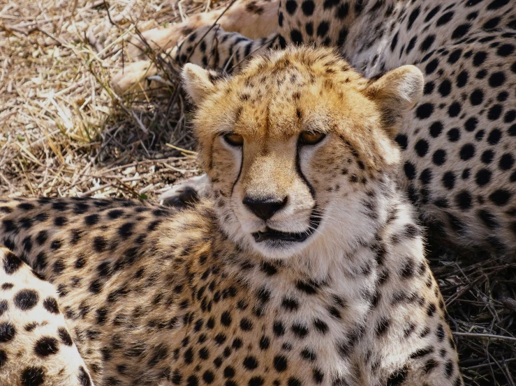 a close up of two cheetah looking at the camera