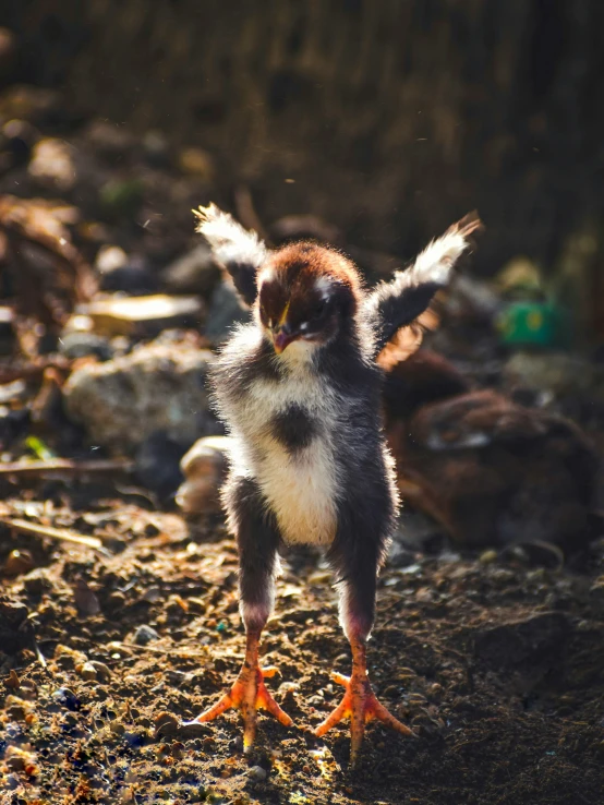 small bird with its legs up in the air