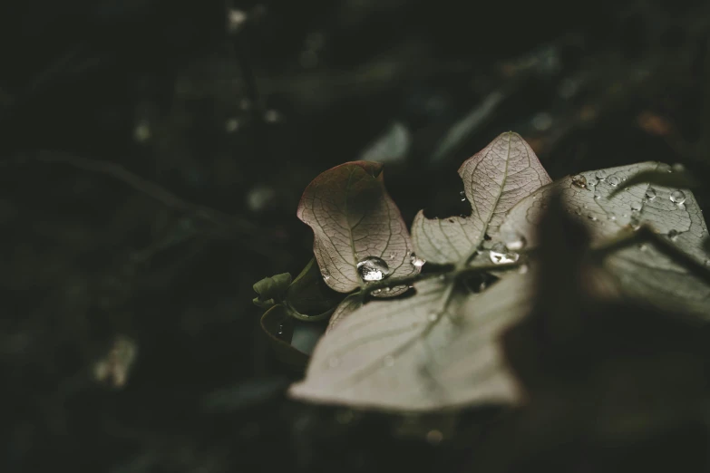 a leaf is covered in water and dew