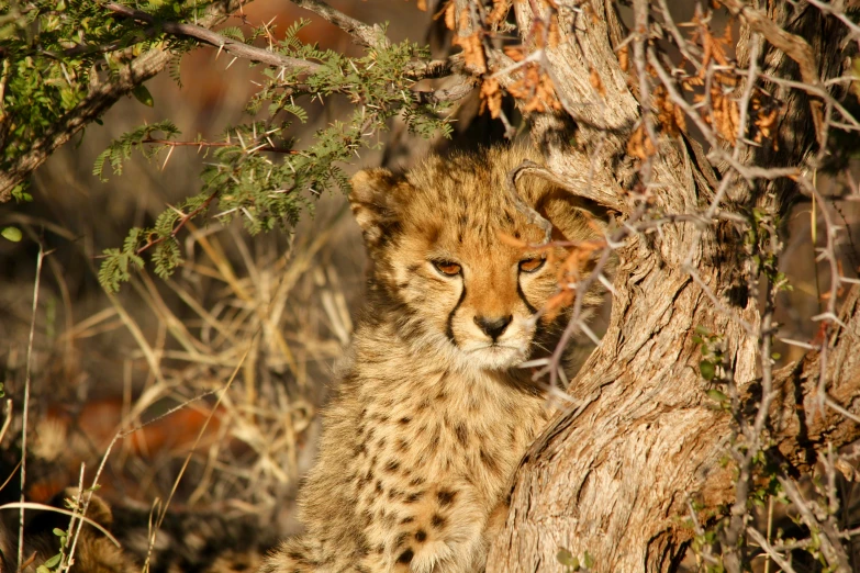 a cheetah cub rests in the shade of a tree